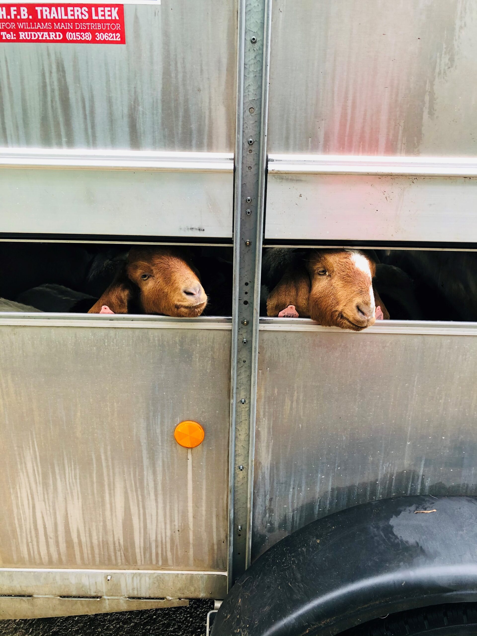 City & Guilds NPTC Animal Transport Assessment (0141)