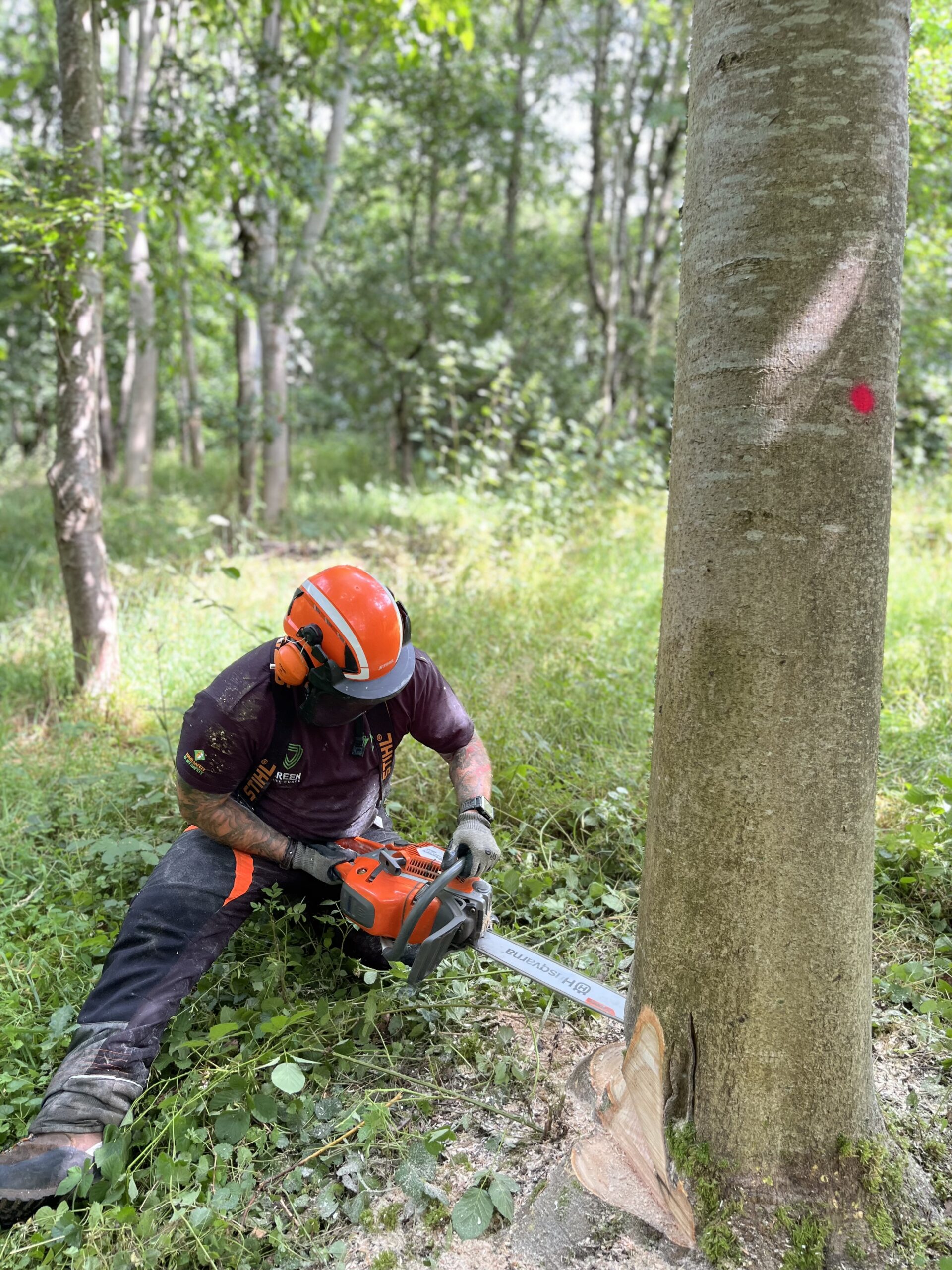 Level 2 Chainsaw Felling and Processing Trees up to 380mm Course with assessment [3.5 Days]