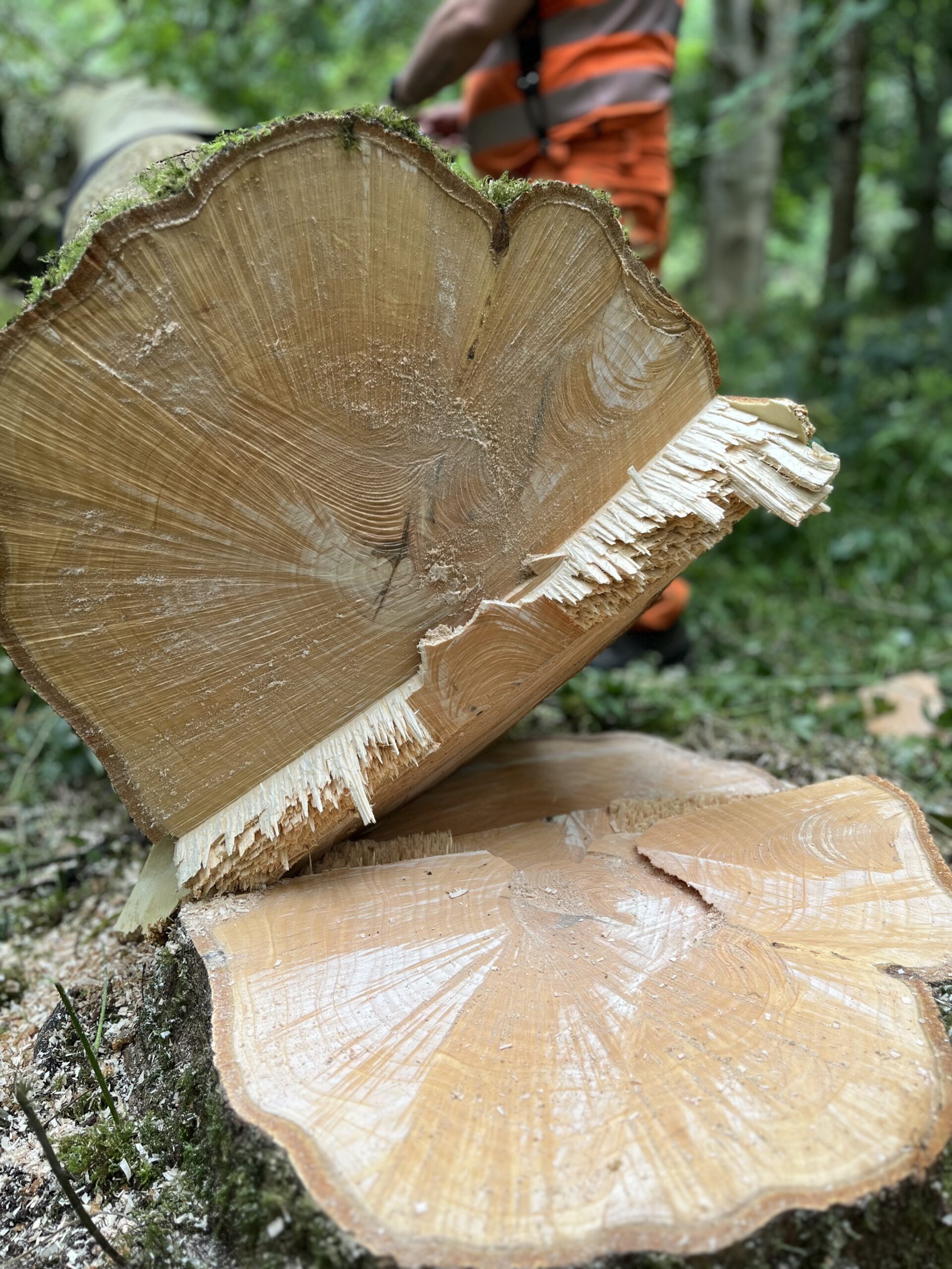 Level 2 Chainsaw Felling and Processing Trees up to 380mm Course with assessment [3.5 Days]