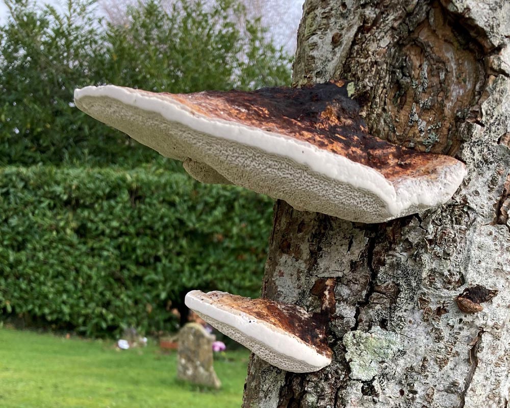 LANTRA Awards Professional Tree Inspection (PTI) Course [3 Days]