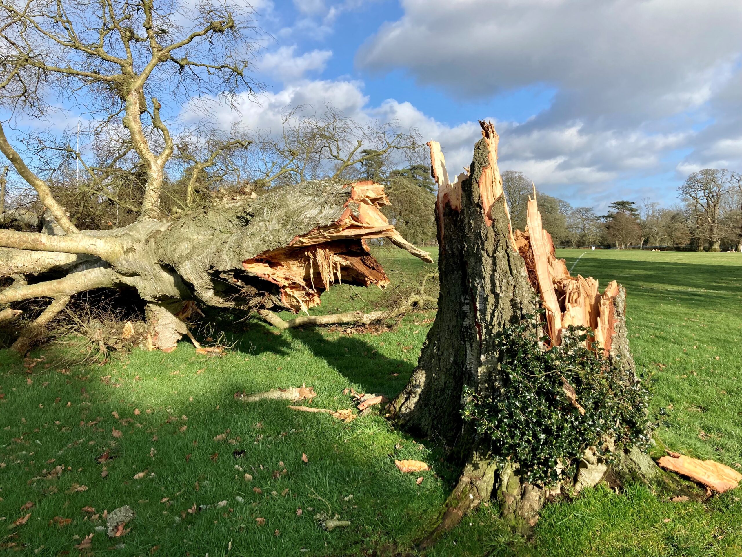 LANTRA Awards Professional Tree Inspection (PTI) Course [3 Days]