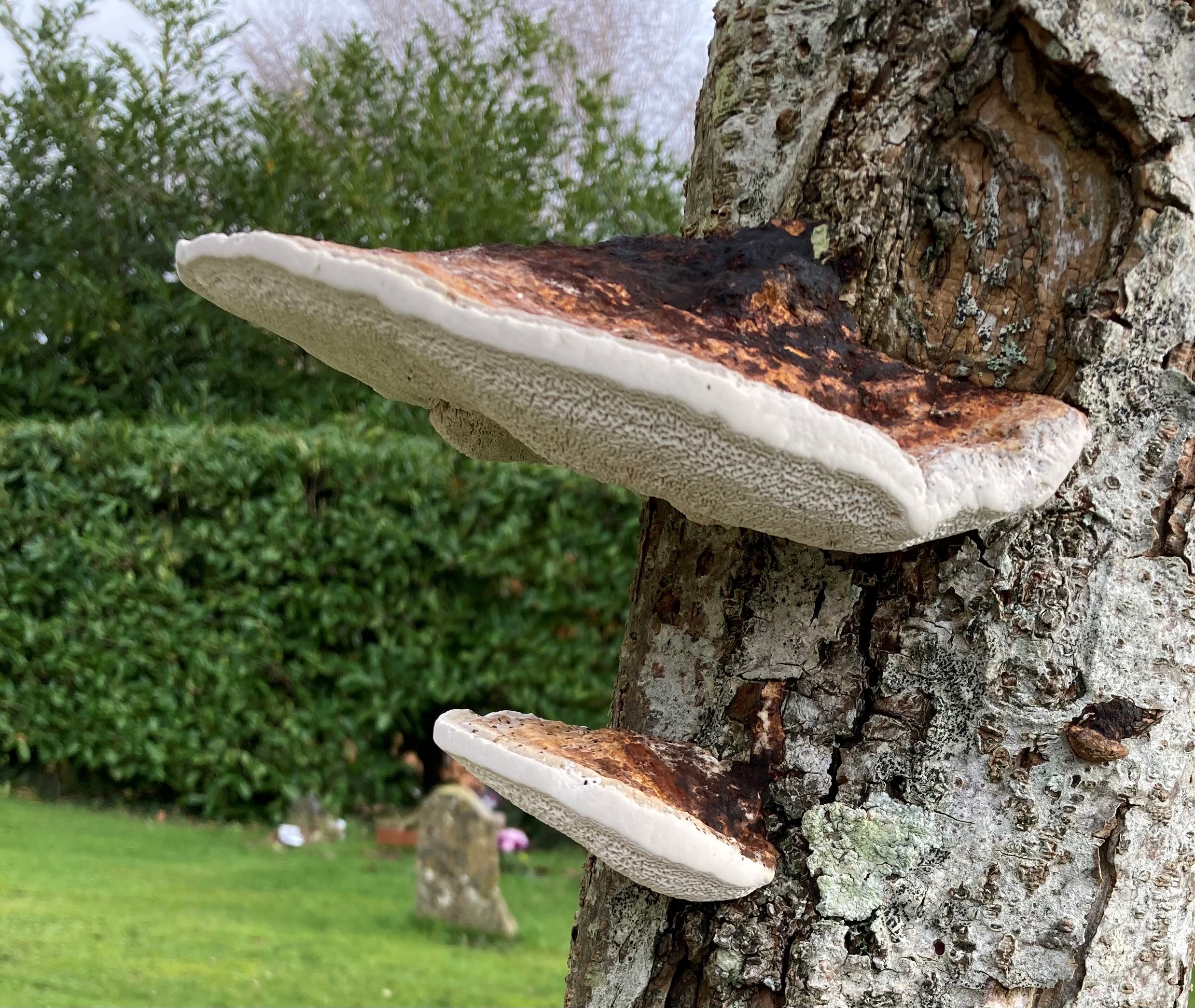 LANTRA Awards Basic Tree Survey and Inspection [Training Only] Course